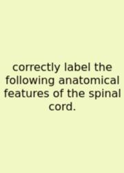 Correctly Label The Following Anatomical Features Of The Spinal Cord.