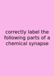 Correctly Label The Following Parts Of A Chemical Synapse