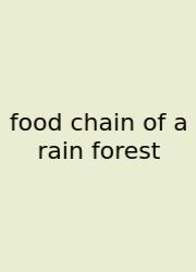 Food Chain Of A Rain Forest