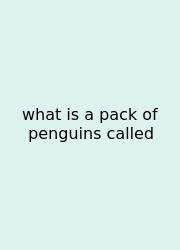 What Is A Pack Of Penguins Called